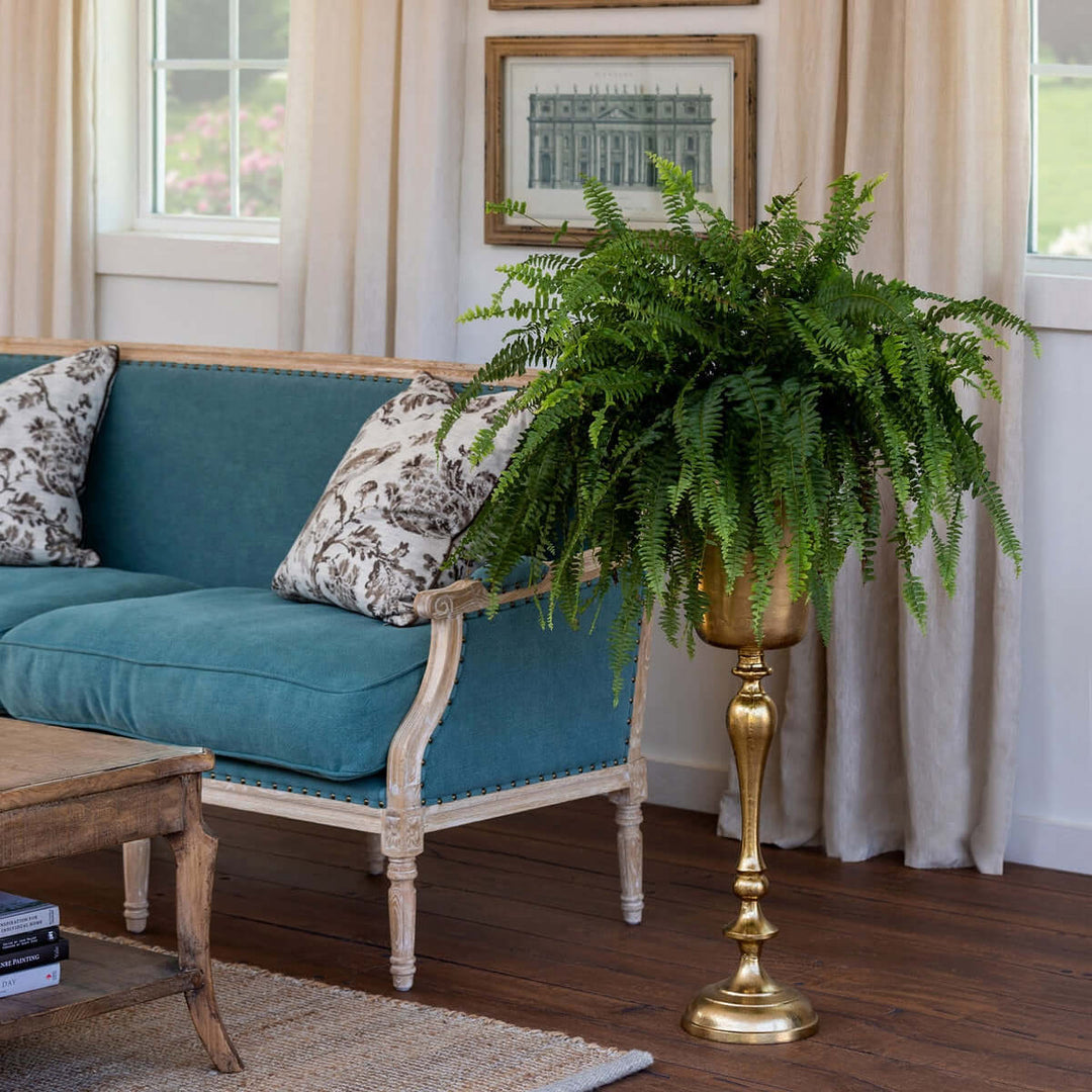 Elegant living room with fern in gold planter, vintage-style blue sofa, and wooden accents, creating a cozy and classic ambiance.