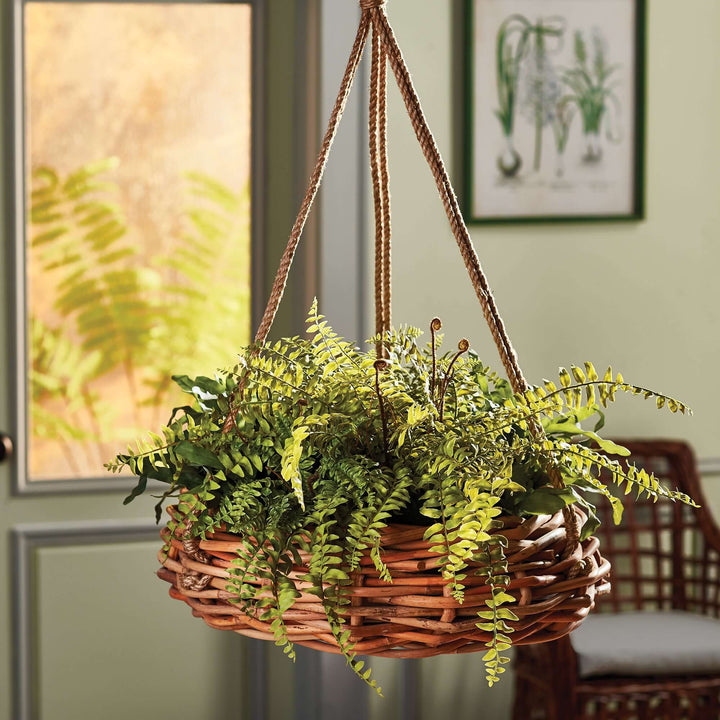 Rattan hanging basket with lush ferns, adding rustic charm to interior spaces, perfect for geraniums or ferns.