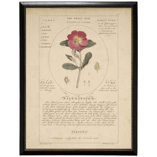 Vintage Sweet Gum Rock Rose botanical print in black beaded frame, featuring a floral study by C.H.Hemerich, c.1759.