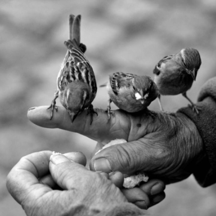 Close-up of three small birds perched on a person's hand, black and white photograph.