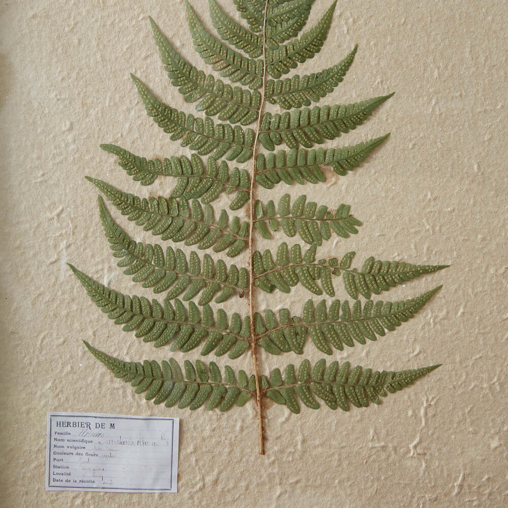 Vintage Pressed Lady Fern Botanical Wall Art displayed on textured paper, showcasing intricate fern veins.