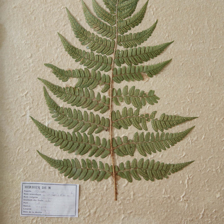 Vintage Pressed Lady Fern Botanical Wall Art