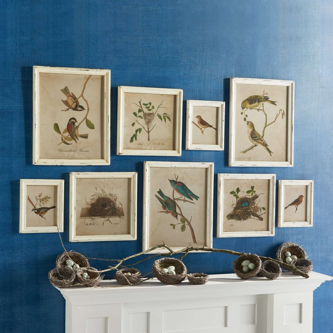 Cottagecore Bird Illustration and Nest Art Collection hung on a wall with bird nests placed on a mantel