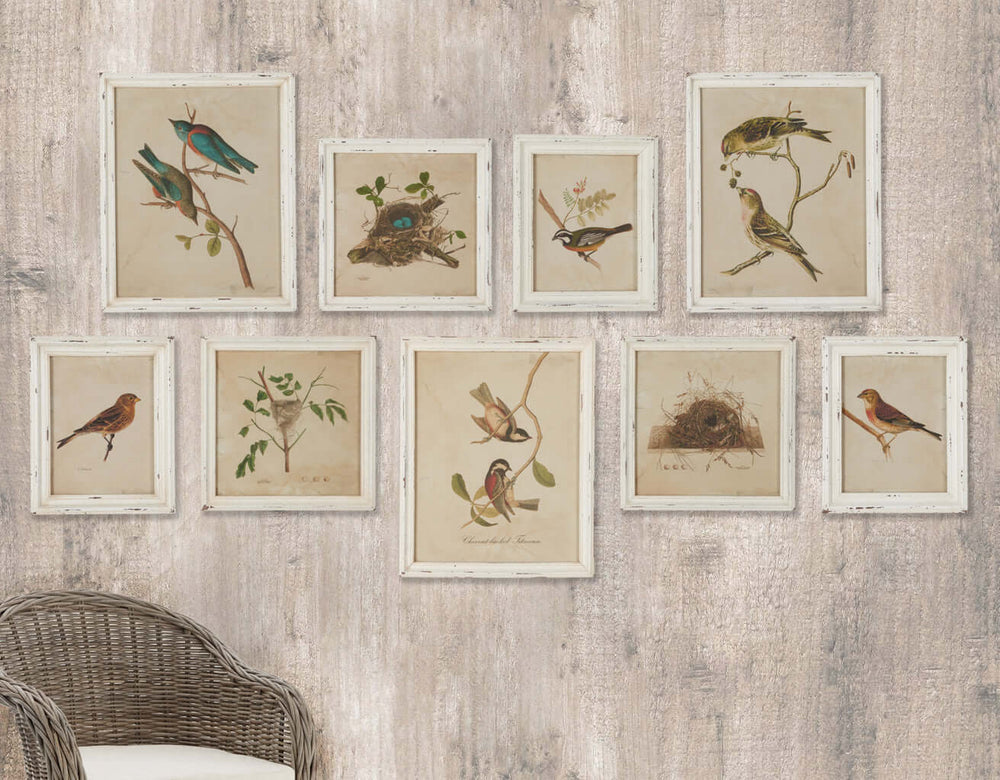 Cottagecore Bird Illustration and Nest Art Collection hung on a distressed wall