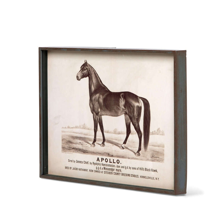 Prized Race Horse Framed Prints, 6 Assorted Styles