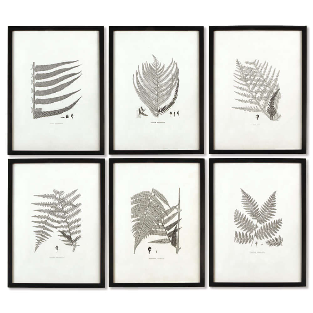 Framed Set of Fern Botanical Prints in Black and White on white