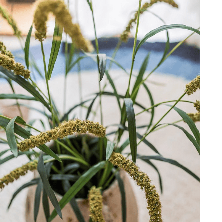 Three-Headed Dogtail Grass Stem 39" Tall
