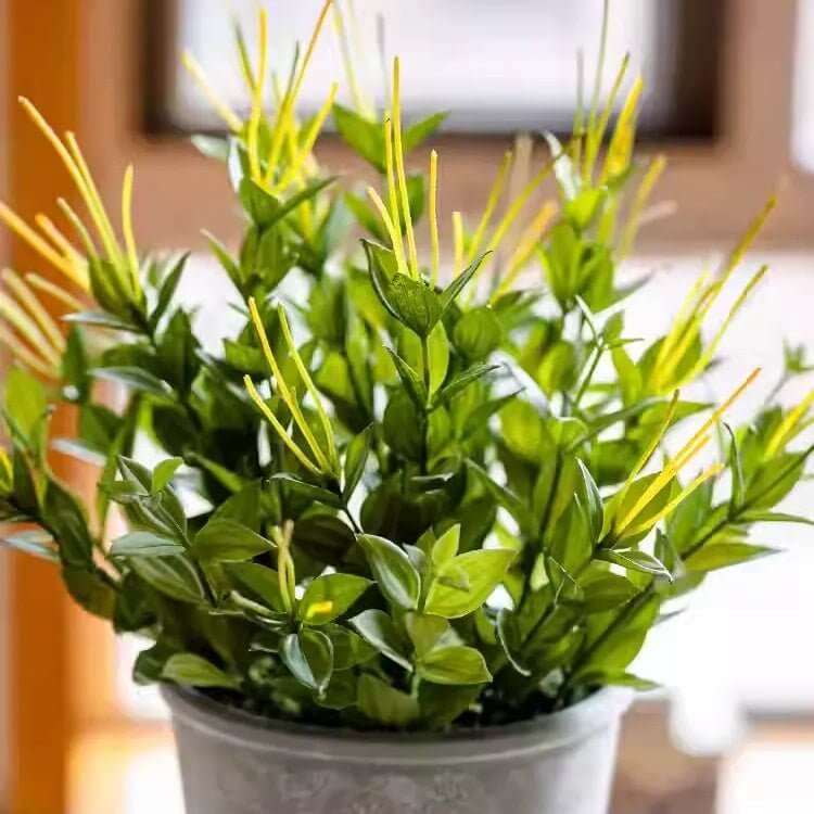 Golden Needle Potted Plant
