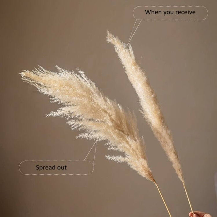 Natural Reed Stem 10 Stem Set 51" Tall