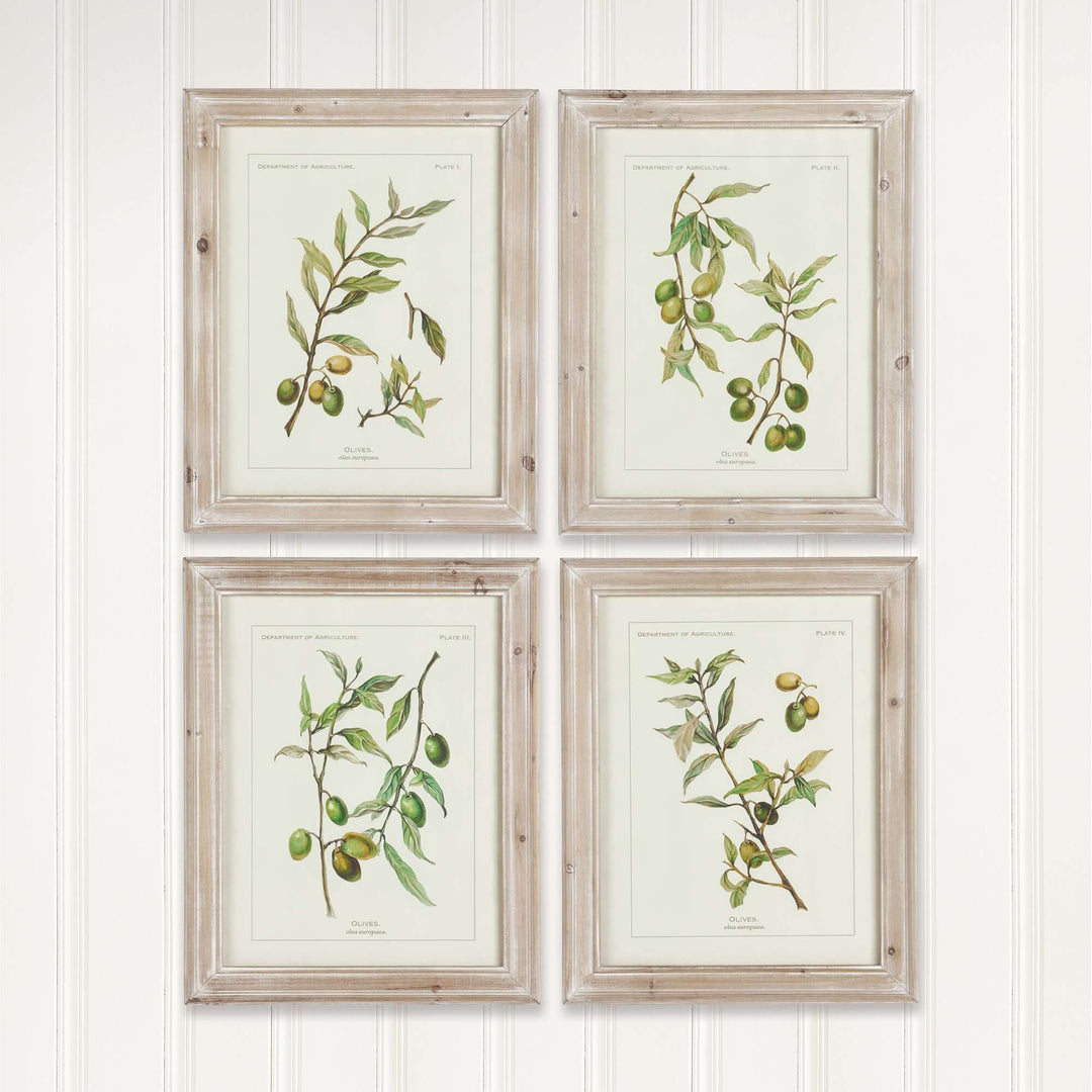 Vintage Botanical Olive Prints with Whitewashed Wood Frames