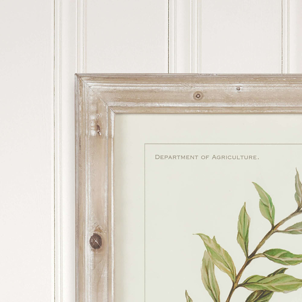 Vintage Botanical Olive Prints with Whitewashed Wood Frames closeup of wood frame