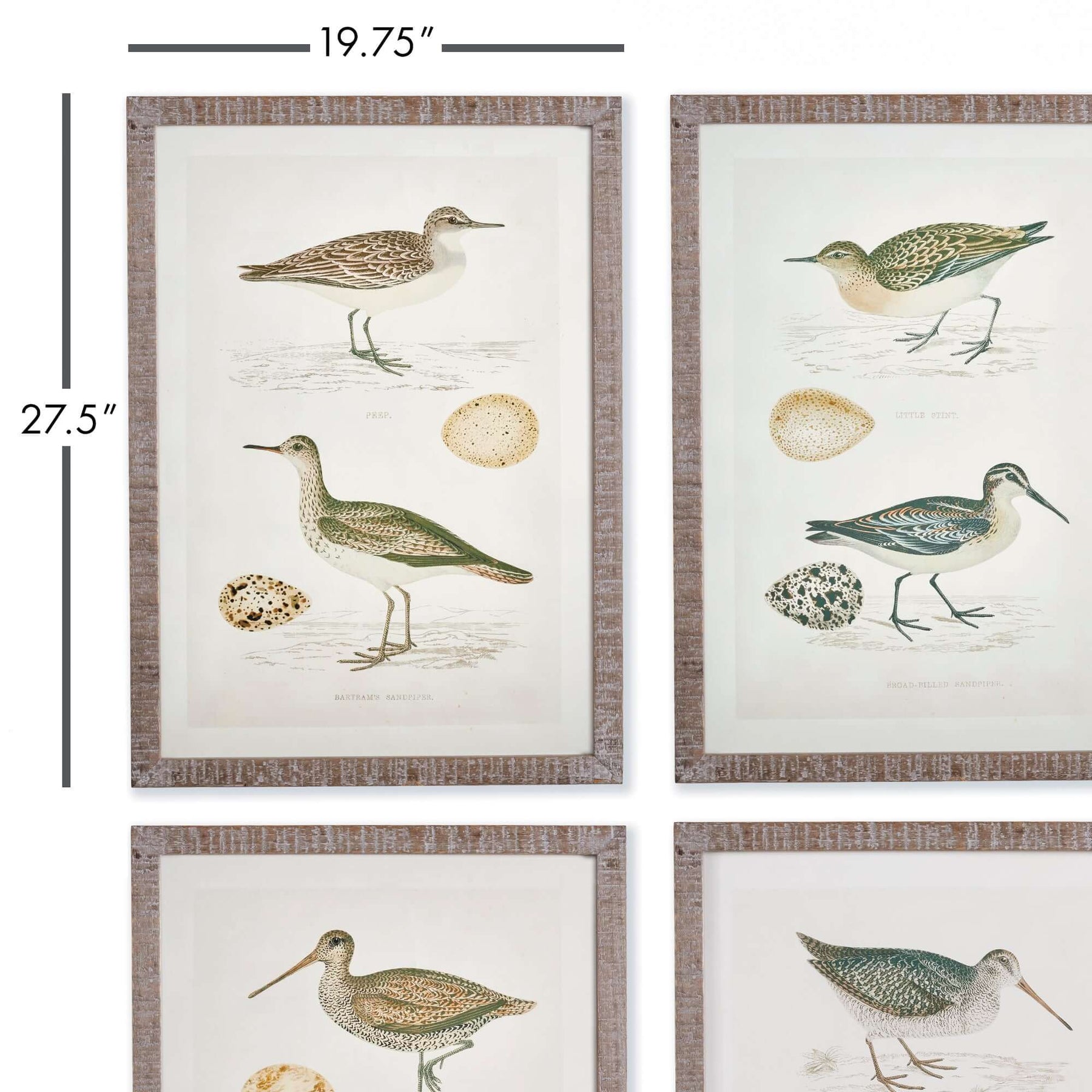 Vintage Coastal Bird Prints Wall Art (Set of 4) – Vintage Shopper