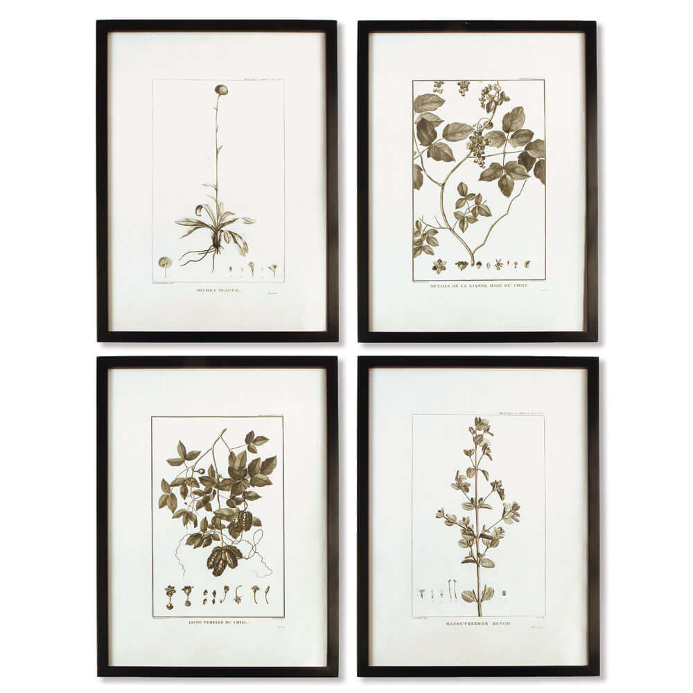 Vintage Monochromatic Botanical Herb Wall Art hung on a white wall