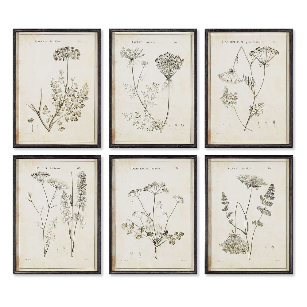 Vintage Monochromatic Botanical Wildflower Wall Art hung on a white wall