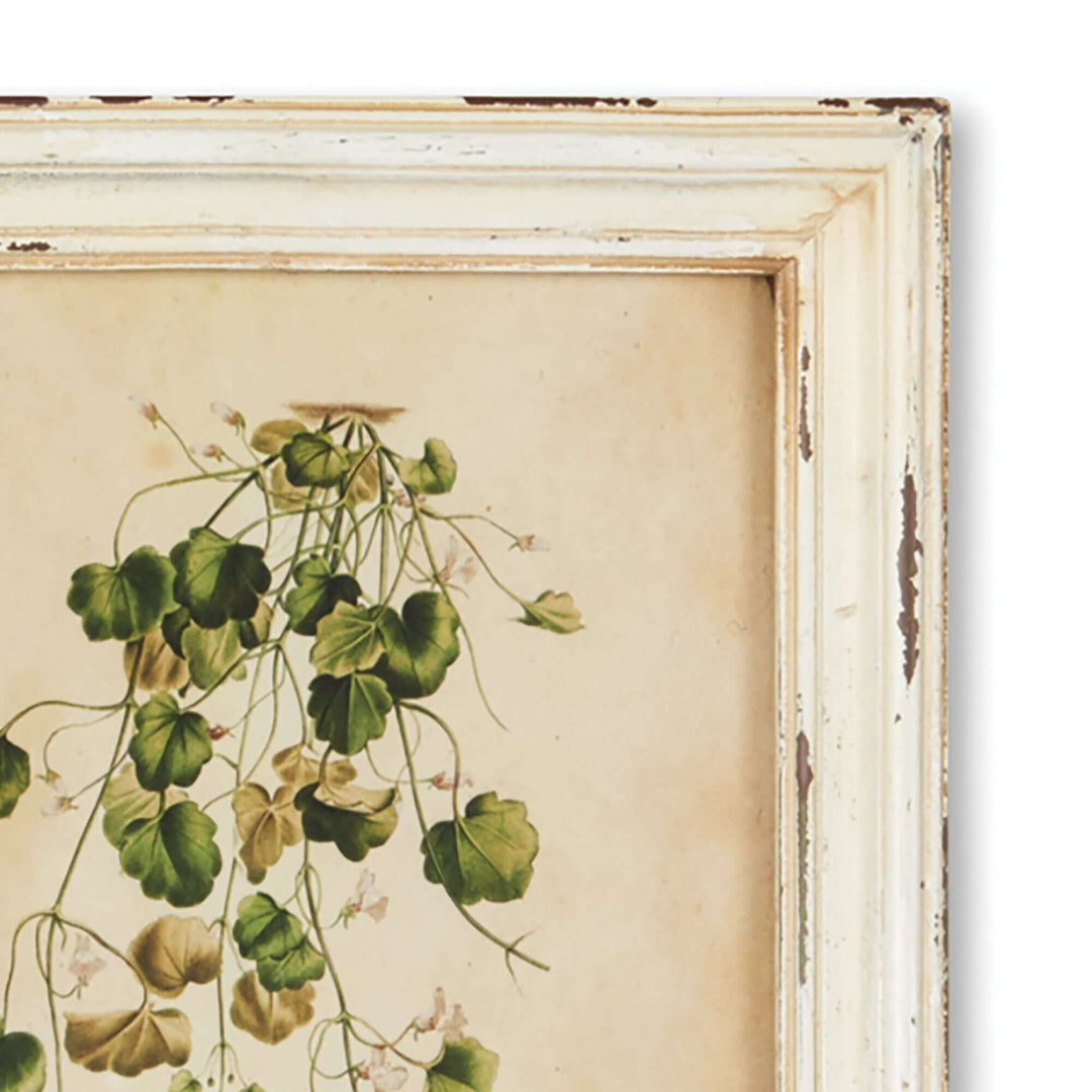 Antique botanical print of a hanging plant in a distressed white frame, showcasing delicate green leaves.