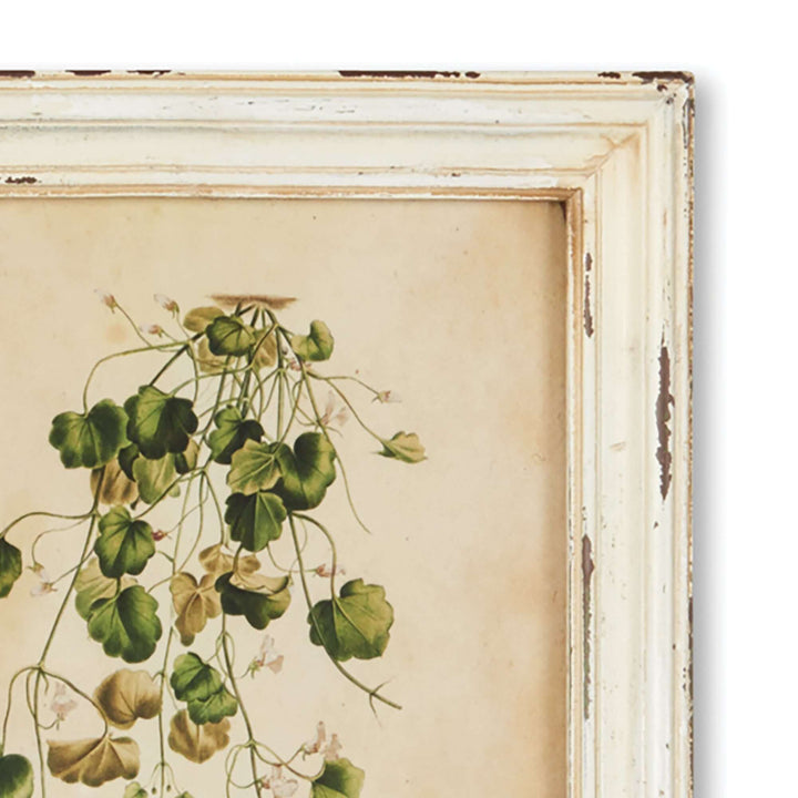 Antique botanical print of a hanging plant in a distressed white frame, showcasing delicate green leaves.