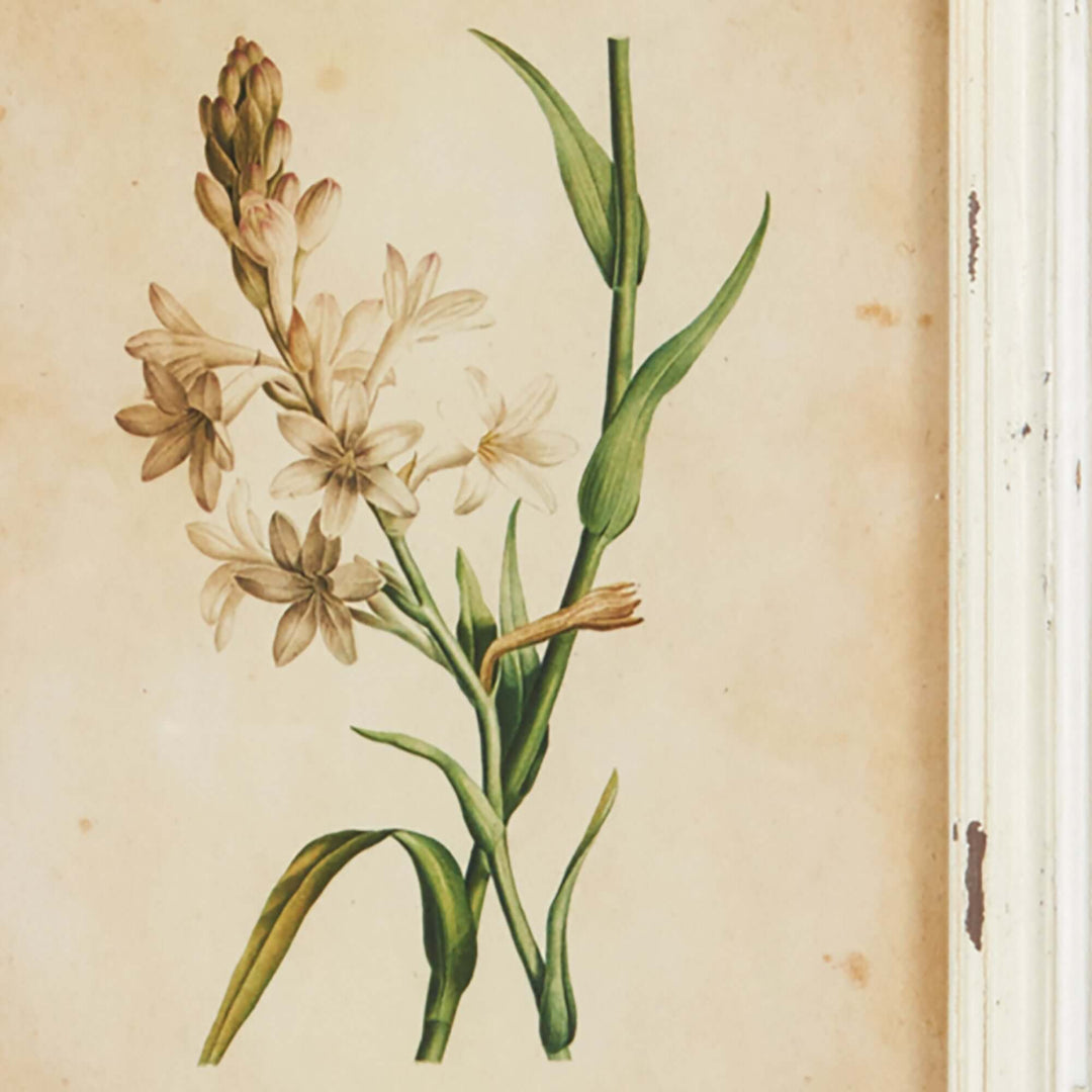 Antique botanical flower print featuring delicate white flowers in a distressed white frame.