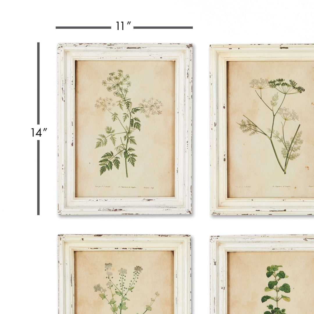 Set of 12 antique botanical flower prints in distressed white frames, measuring 11" x 14", depicting detailed floral illustrations.