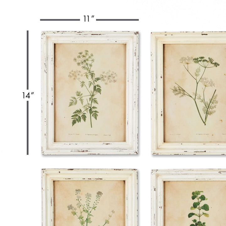 Set of 12 antique botanical flower prints in distressed white frames, measuring 11" x 14", depicting detailed floral illustrations.