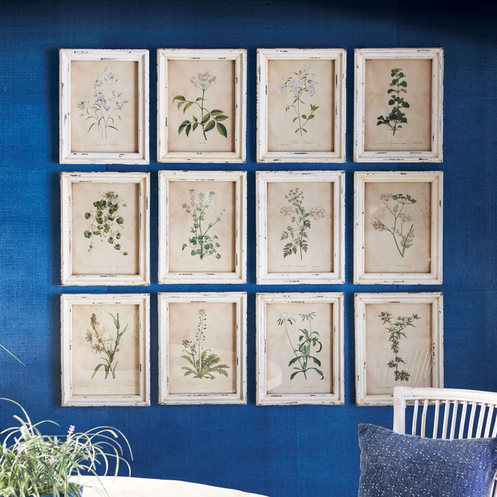 Antique botanical flower prints in distressed white frames arranged on a blue wall, featuring delicate floral illustrations.