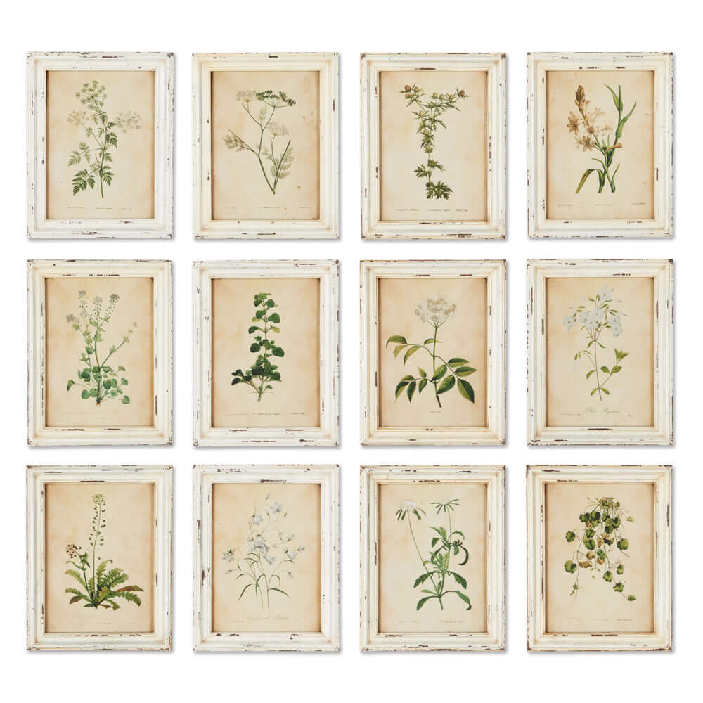 Set of 12 antique botanical flower prints in distressed white frames, showcasing delicate floral illustrations.