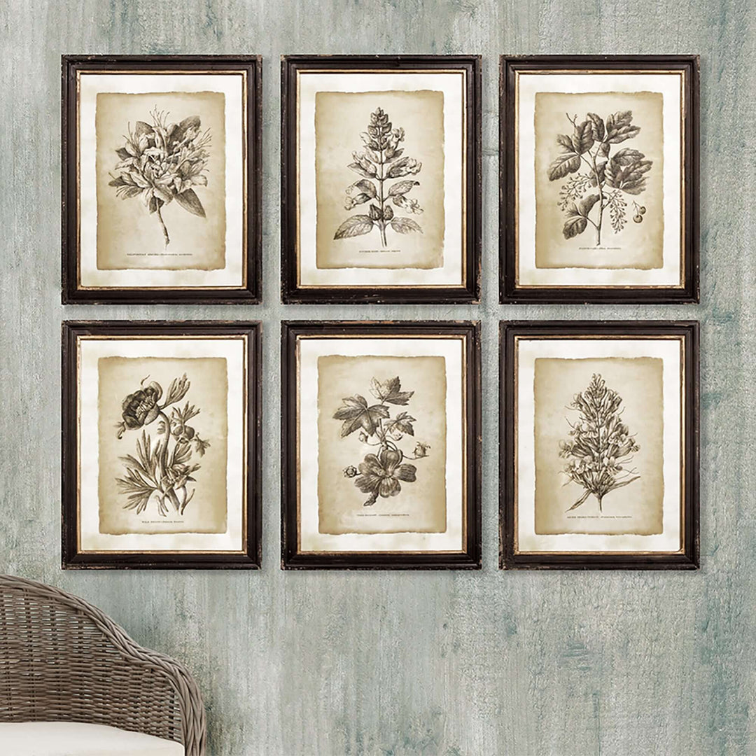 Set of 6 antique botanical illustrations in wooden frames, featuring vintage sepia tones and elegant detailing.