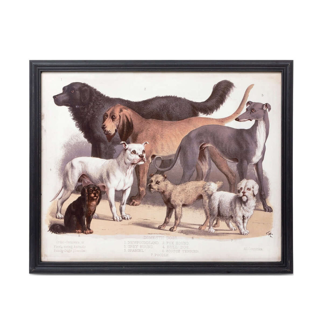 Framed Antique Dog Breed Print featuring detailed illustrations of various dogs, inspired by 19th-century zoological art.