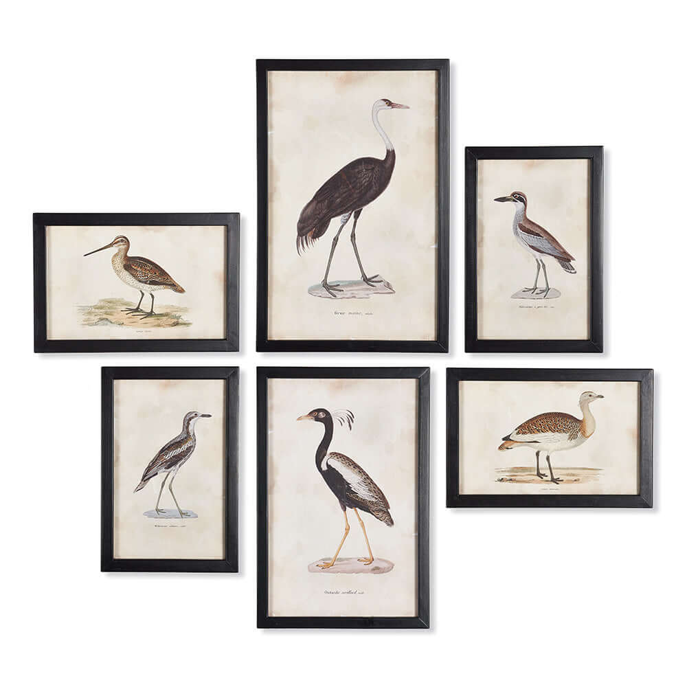 Antique framed ornithology bird prints set of 6 showcasing detailed vintage bird illustrations.