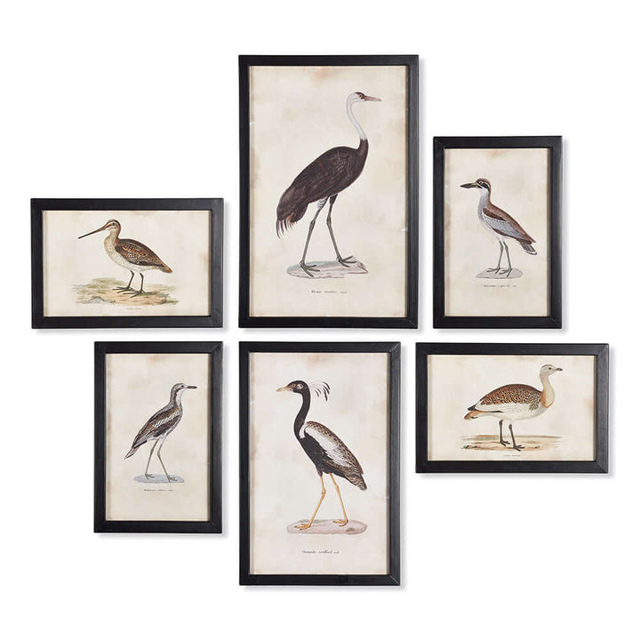 Antique framed ornithology bird prints set of 6 showcasing detailed vintage bird illustrations.
