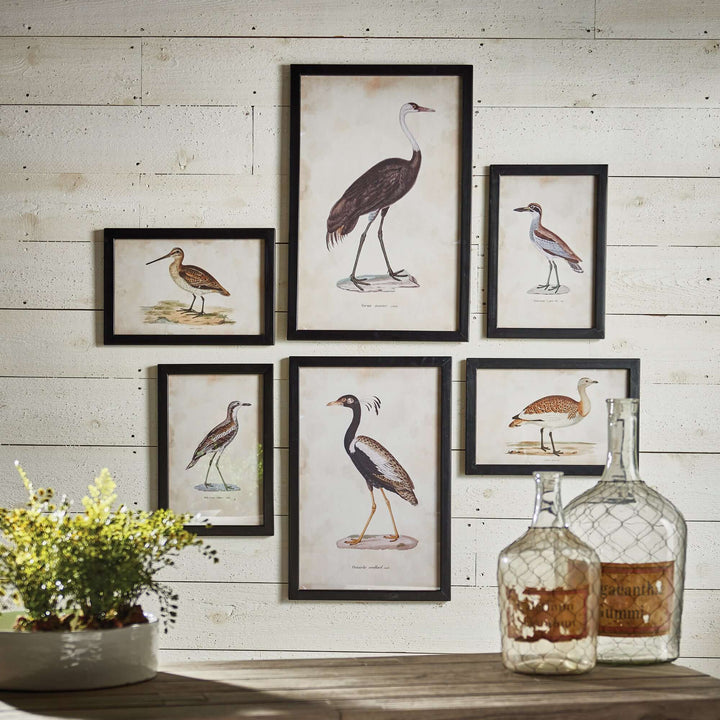 Set of 6 antique framed ornithology bird prints showcasing various bird species on a rustic wall.