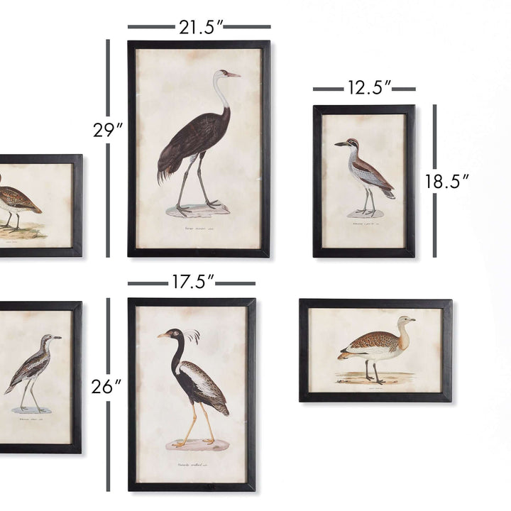 Antique framed ornithology bird prints set of 6, showcasing detailed vintage bird illustrations in elegant frames.