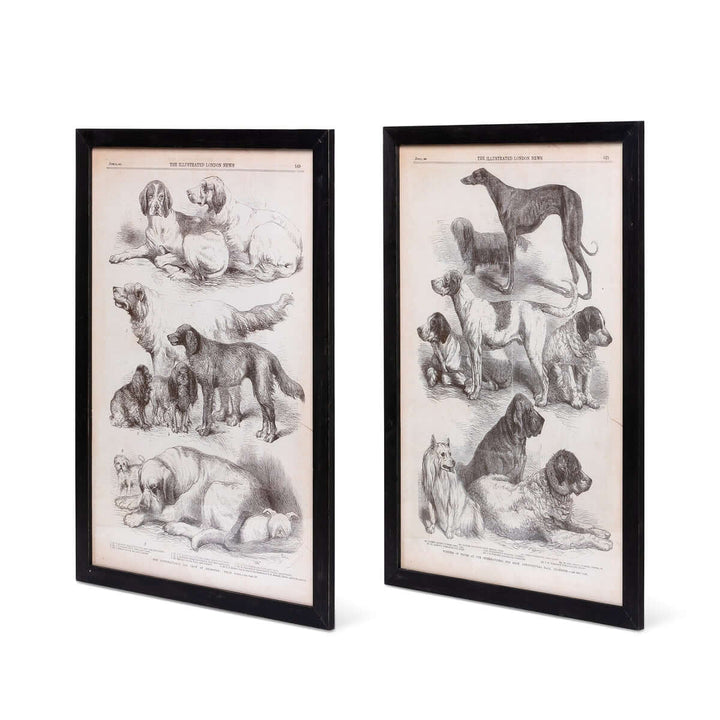Antique Dog Art Prints in Black Wood Frames (Set of 2) featuring 19th-century engravings of greyhound and spaniel dogs.