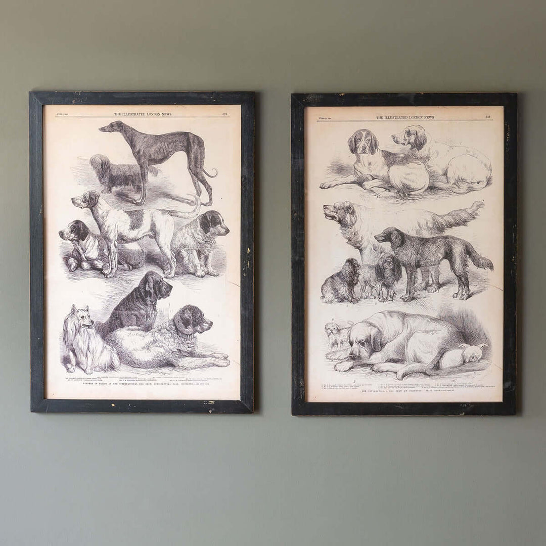 Antique Dog Art Prints in Black Wood Frames (Set of 2) with elegant greyhound and gentle spaniel engravings on wall