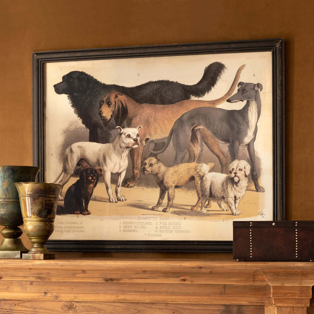 Antique Dog Breed Print in Black Frame featuring classic 19th-century canine illustrations, including Newfoundland and Fox Hound.