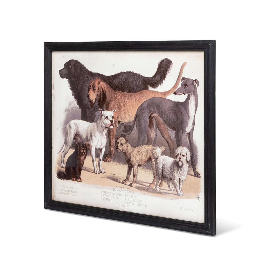 Antique Dog Breed Print in Black Frame featuring various breeds in 19th-century style illustration, showcasing charm and timeless detail.