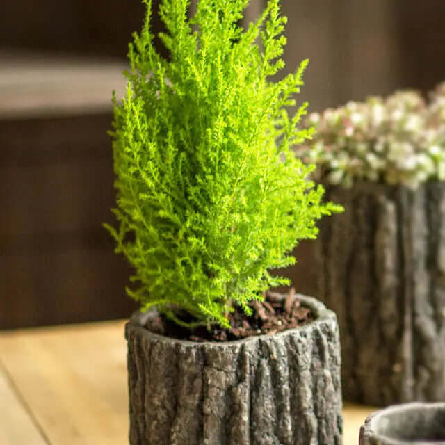 Round bark-textured concrete planter with fine upright foliage