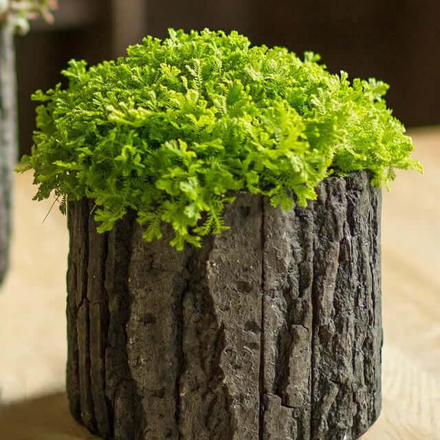 Broad bark-textured planter holding bright rounded greenery