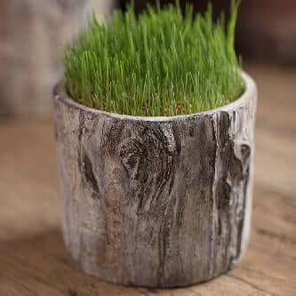 Cement tree trunk planter filled with fine green grass