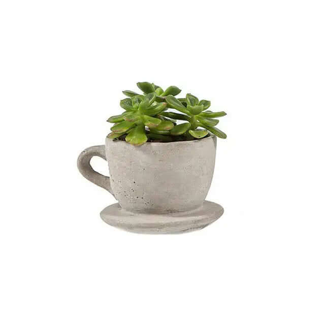 Concrete teacup planter with succulent against white