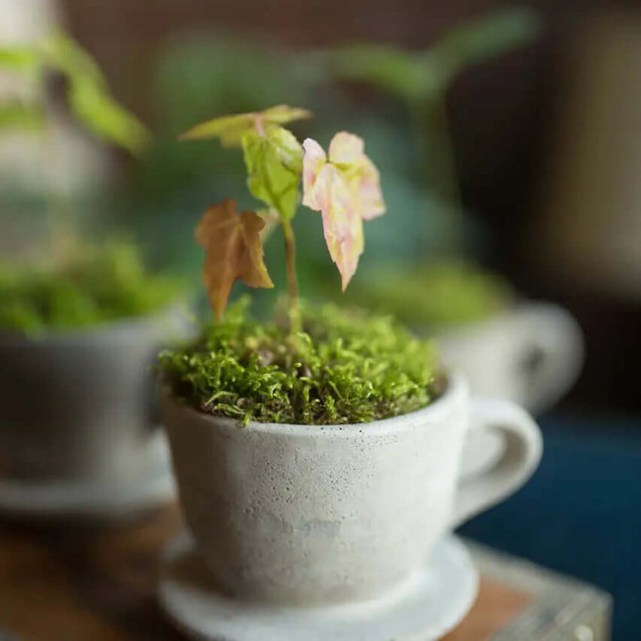 Small concrete cup planter with delicate leaves and moss on wood
