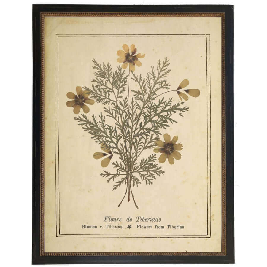 Flowers of Tiberias Victorian Vintage Bookplate Print in Black Beaded Frame