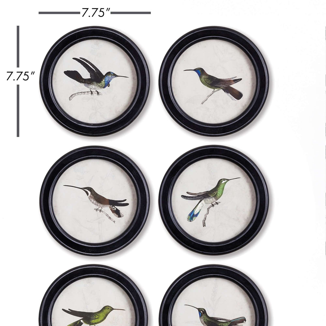 Framed vintage hummingbird prints set of 6, showcasing detailed 19th-century naturalist illustrations.