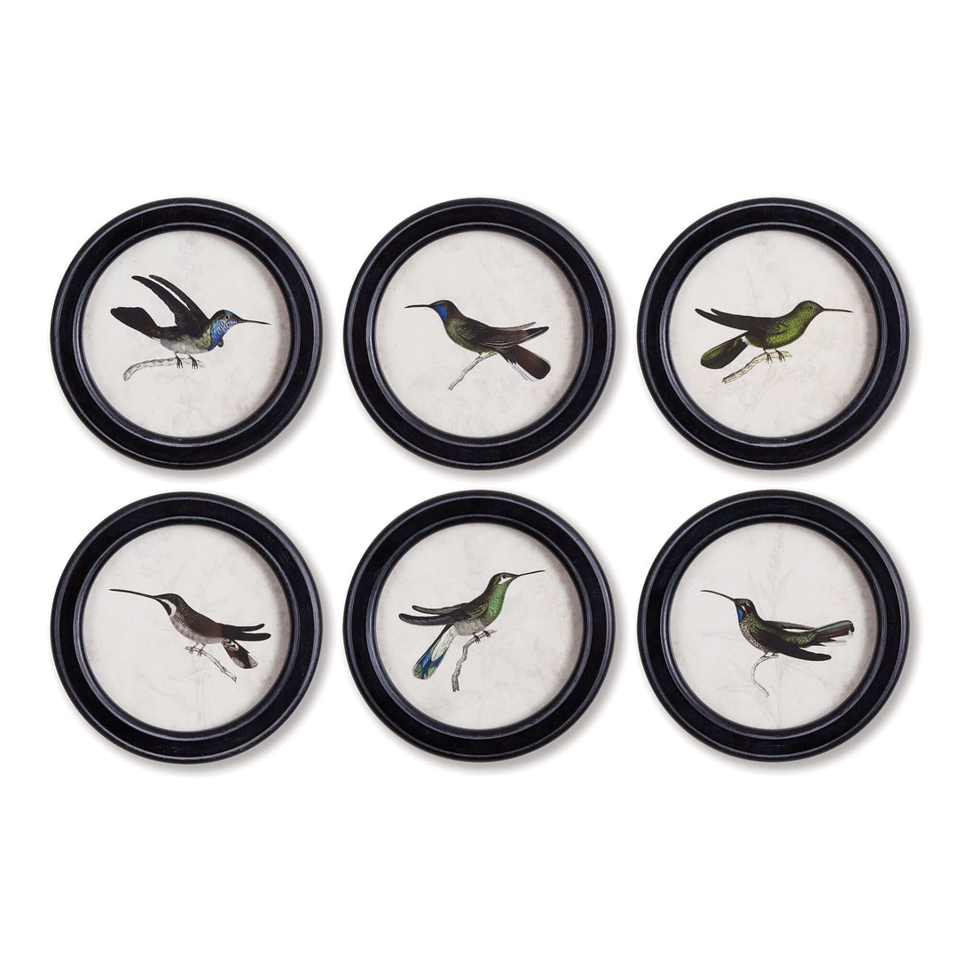 Framed vintage hummingbird prints set of 6 round wall art pieces, showcasing colorful feather details and antique illustration style.