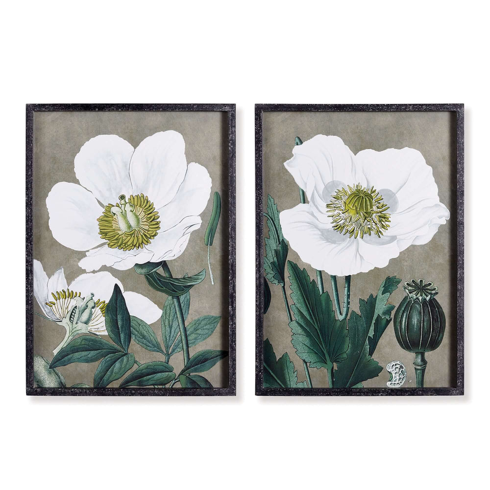 Framed vintage poppy wall art prints showcasing delicate white poppies in botanical illustration style.