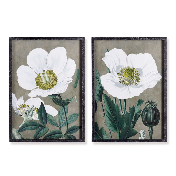 Framed vintage poppy wall art prints showcasing delicate white poppies in botanical illustration style.