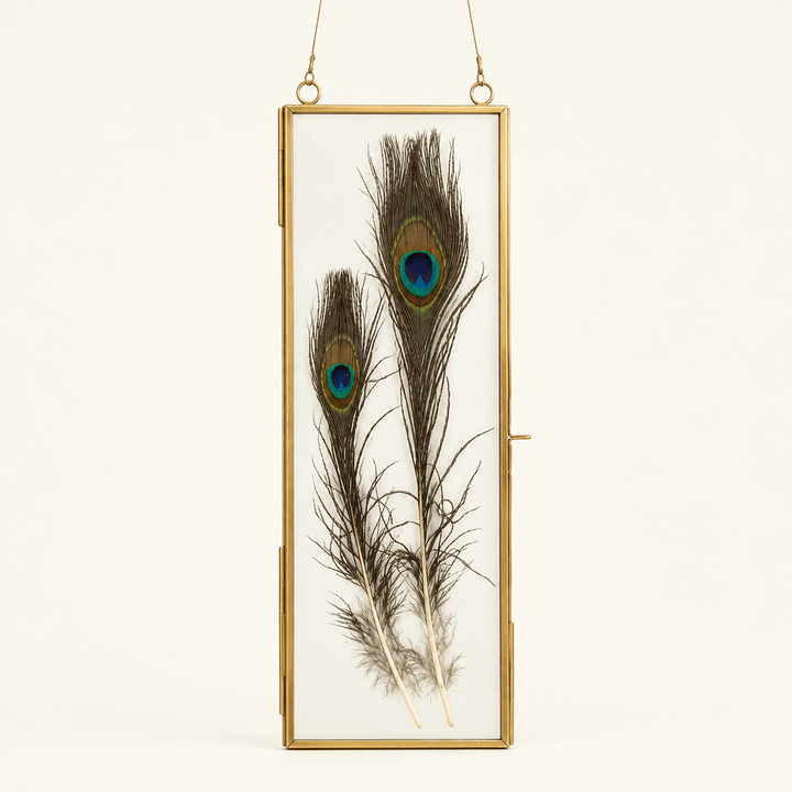Slender brass hanging display frame with illustrative peacock feathers against an ivory studio background