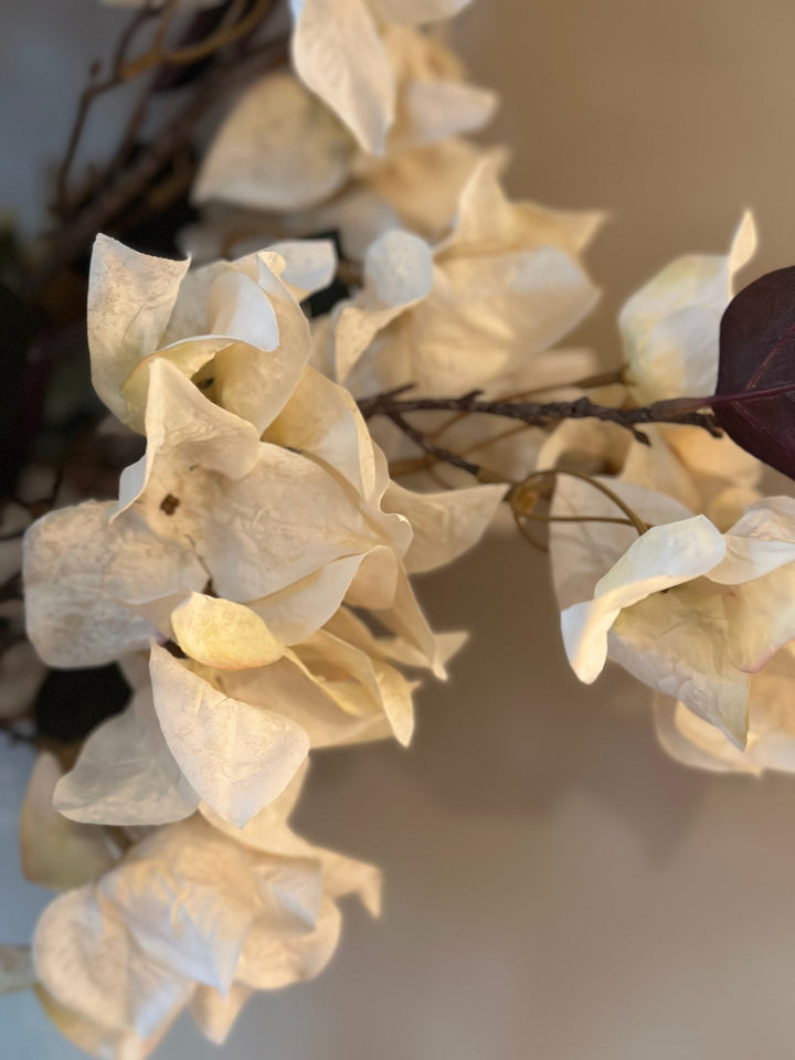 Close view of cream-white bougainvillea bracts and dark stems