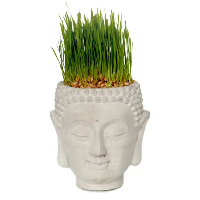 Front view of pale gray cement Buddha head planter with grass above the curled crown