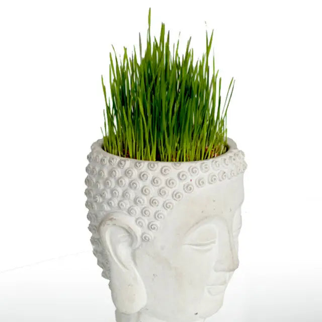 Side view of cement Buddha head planter showing spiral curls and elongated earlobe