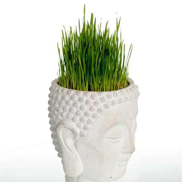 Side view of cement Buddha head planter showing spiral curls and elongated earlobe